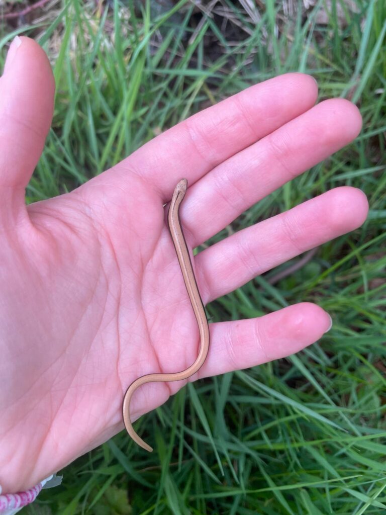 One of the slow worms in the palm of a hand