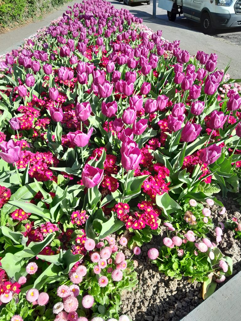 Spring flower display
